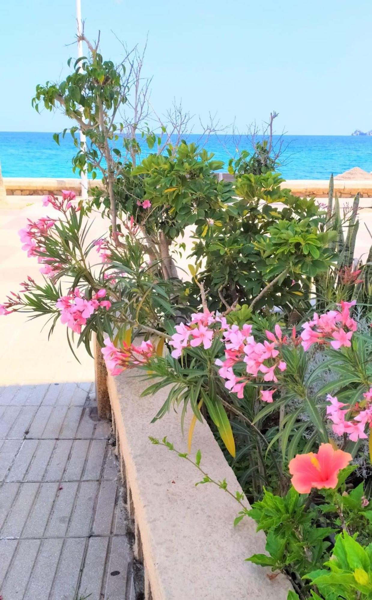 Javea Arenal Beach Jávea Exterior foto